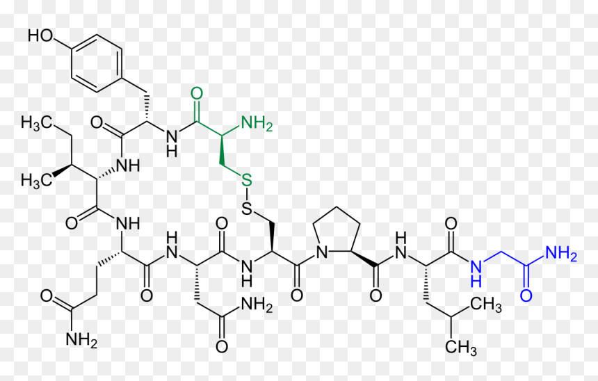 Oxytocin N And C Termini, HD Png Download - amygdala png