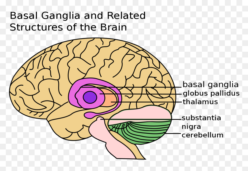 Basal Ganglia, HD Png Download - amygdala png