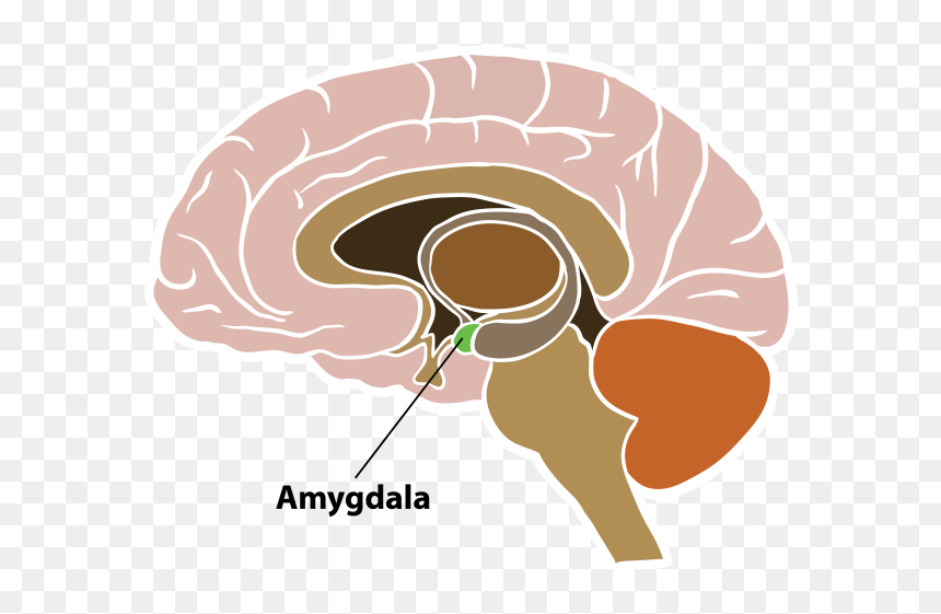 St John Ambulance Ireland, HD Png Download - amygdala png