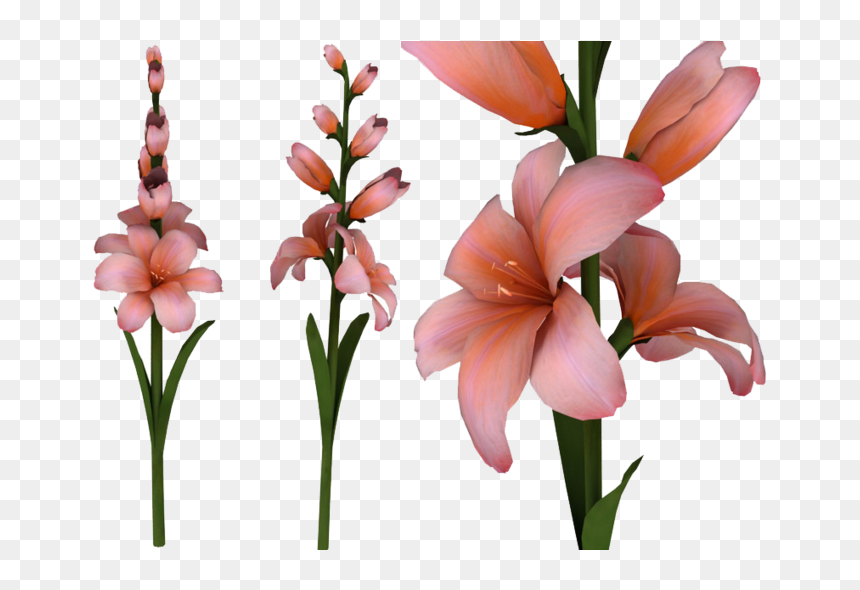Portable Network Graphics, HD Png Download - flowers png hd