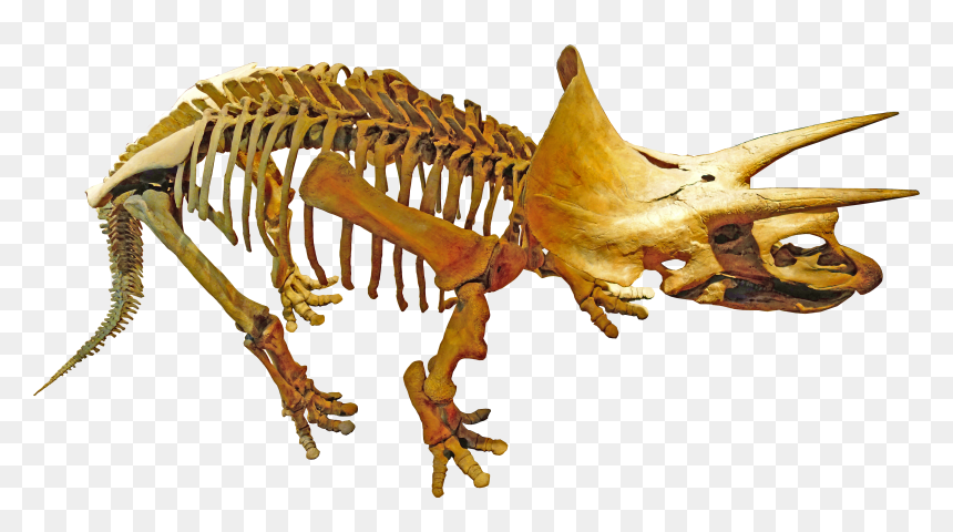 Paleontologia Png, Transparent Png - triceratops png