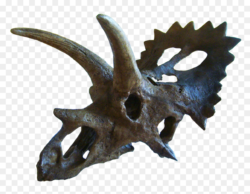 Anchiceratops Skull, HD Png Download - triceratops png