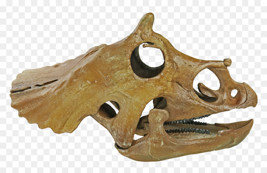 Skull, HD Png Download - triceratops png