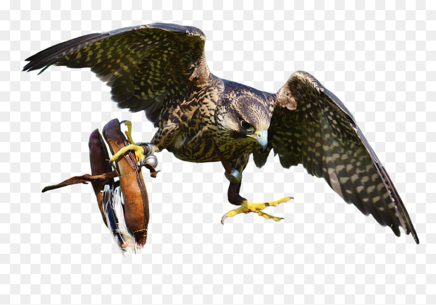 Hoopoe Png Transparent Hd Kostenlos, Png Download - captain falcon png