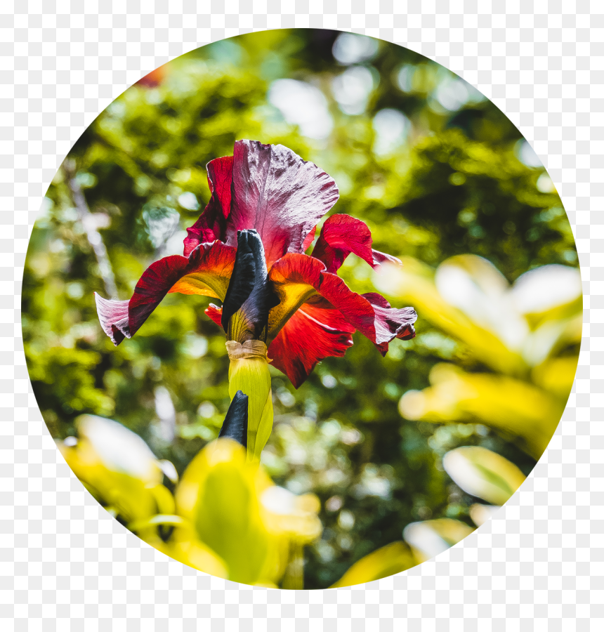 Hidden Red Flower - Iris, HD Png Download - society6 png