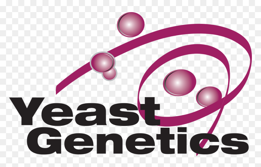 Graphic Design, HD Png Download - yeast png