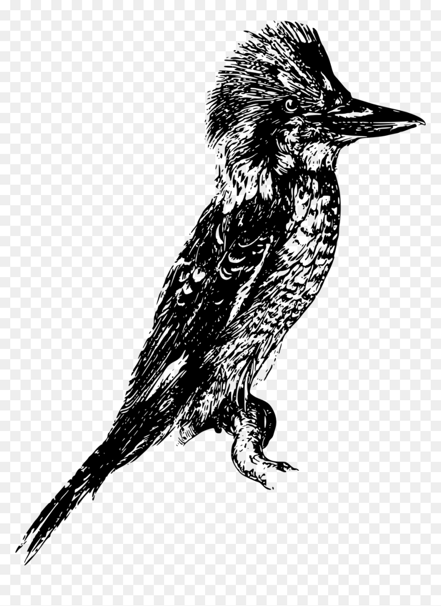 Australia Australian Bird Free Photo - Laughing Kookaburra, HD Png Download - jackass png