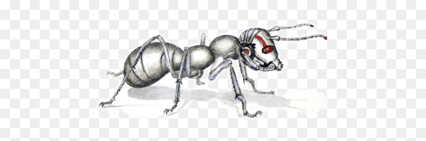 Earwigs, HD Png Download - ant-man png
