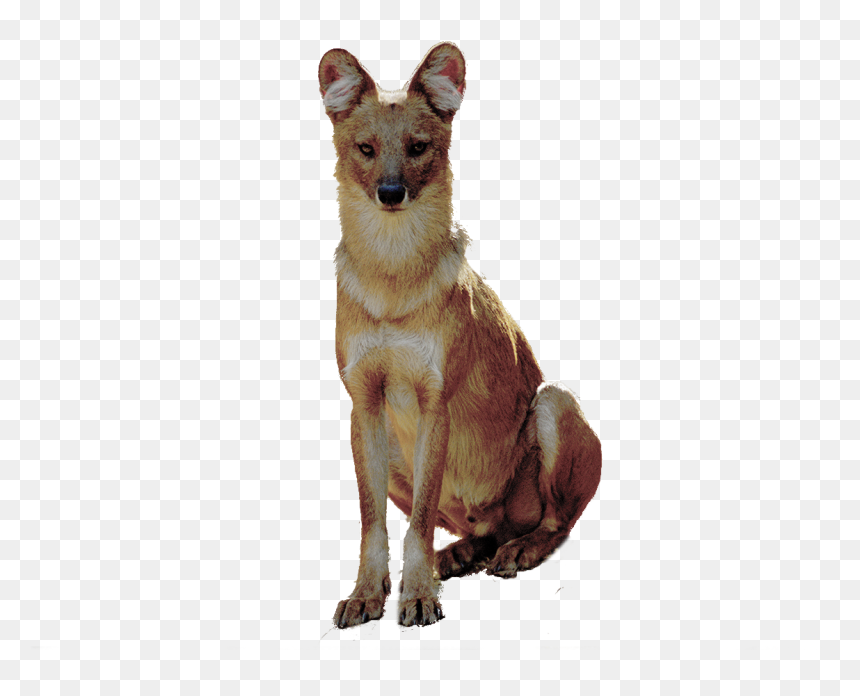 Companion Dog, HD Png Download - tumblr dog png