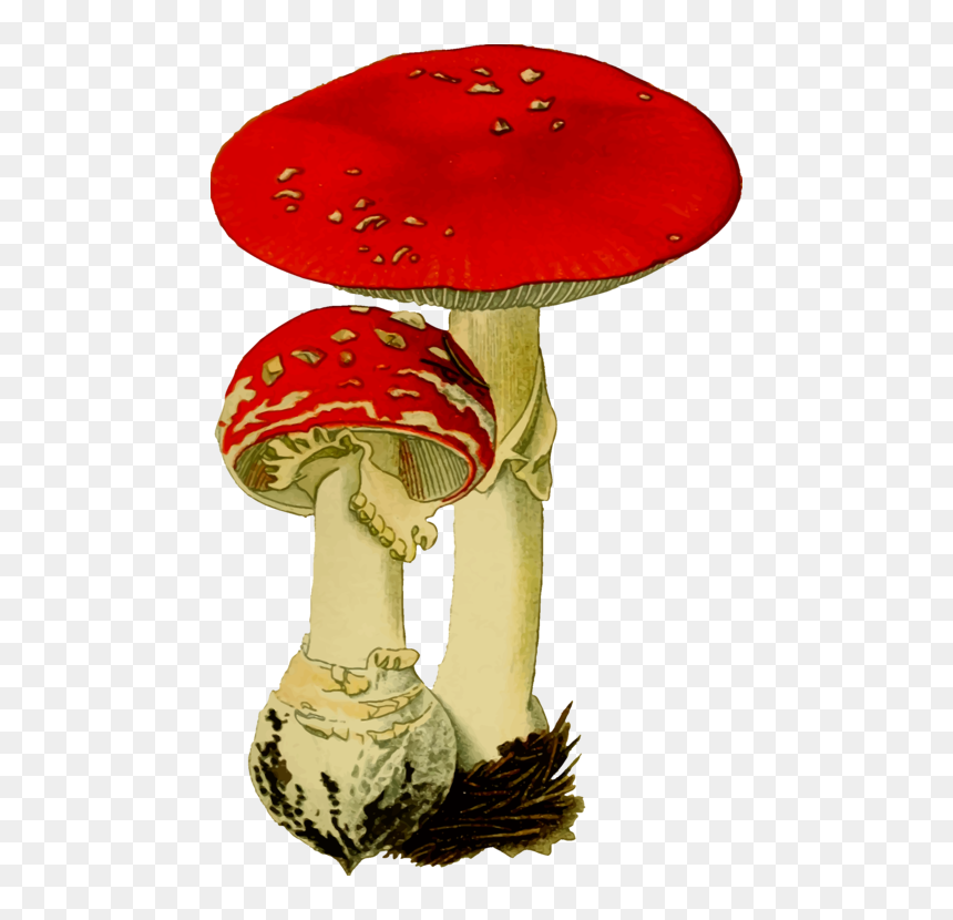 Table,hat,mushroom - Fly Agaric Clipart, HD Png Download - mushroom clipart png