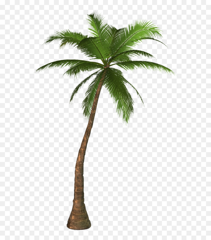 Palmtree Png Free Download - Palm Tree Transparent, Png Download - palm vector png