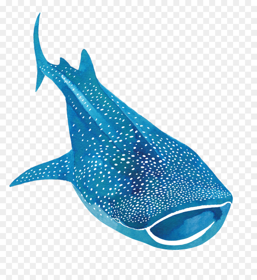 Whaleshark, HD Png Download - mako shark png