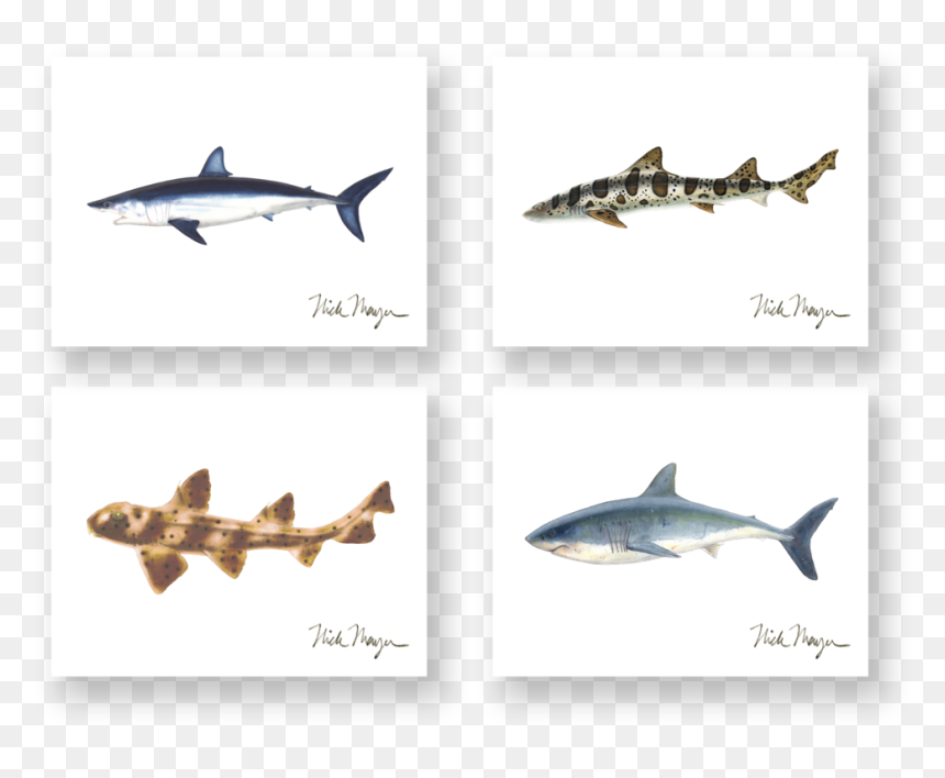 Sharks Boxed Assortment - Great White Shark, HD Png Download - mako shark png