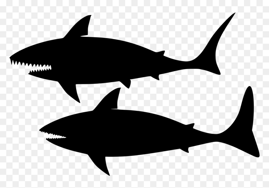 Download Png Shark- - Shark, Transparent Png - mako shark png