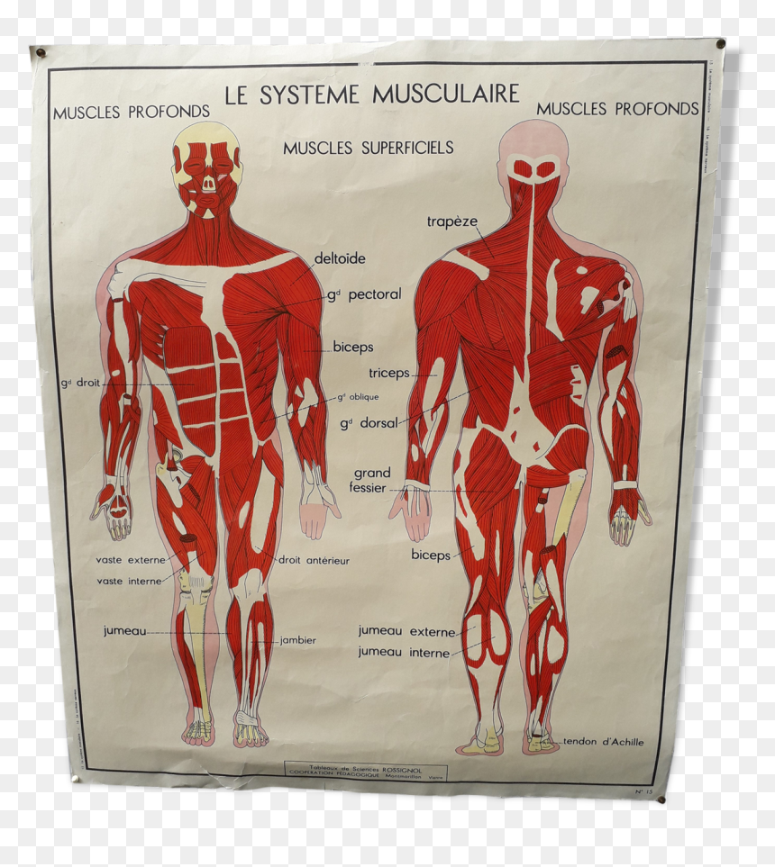 Rossignol School Poster The Muscular System / Nervous, HD Png Download - muscular system png