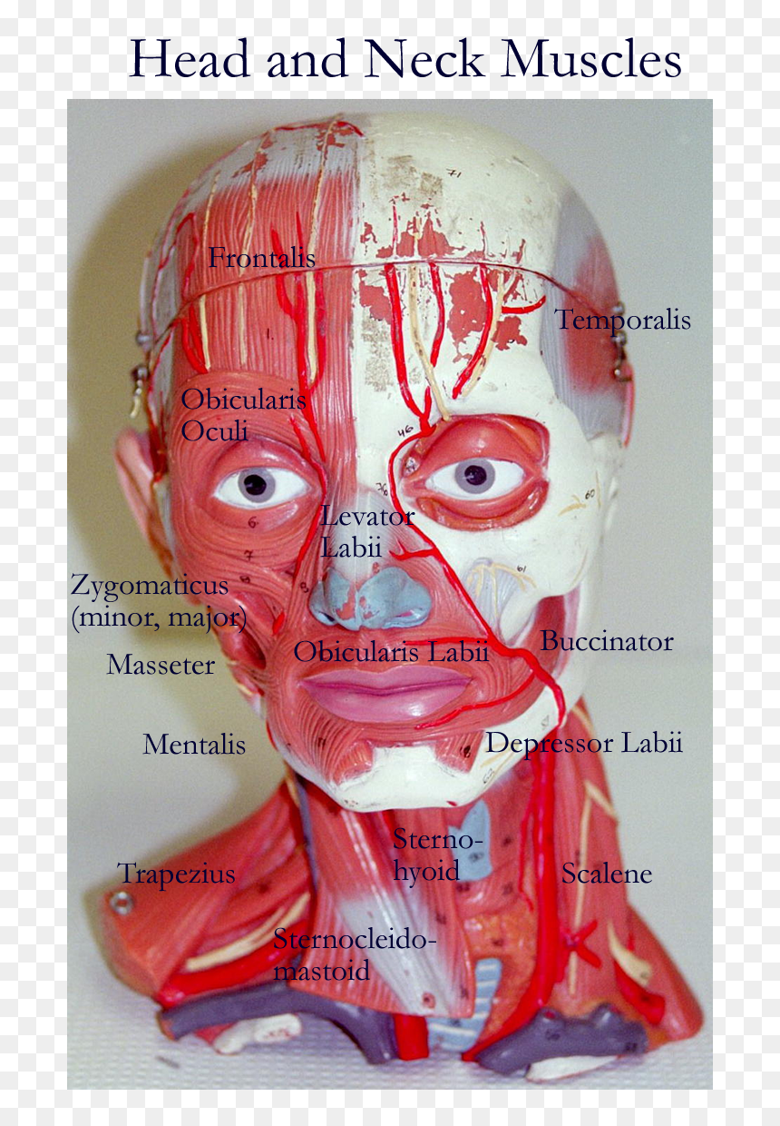 Head And Neck Models, HD Png Download - muscular system png