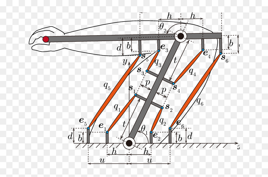Diagram, HD Png Download - muscular system png