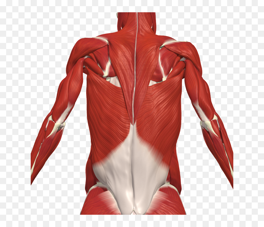 Muscle Intercostal Back, HD Png Download - muscular system png
