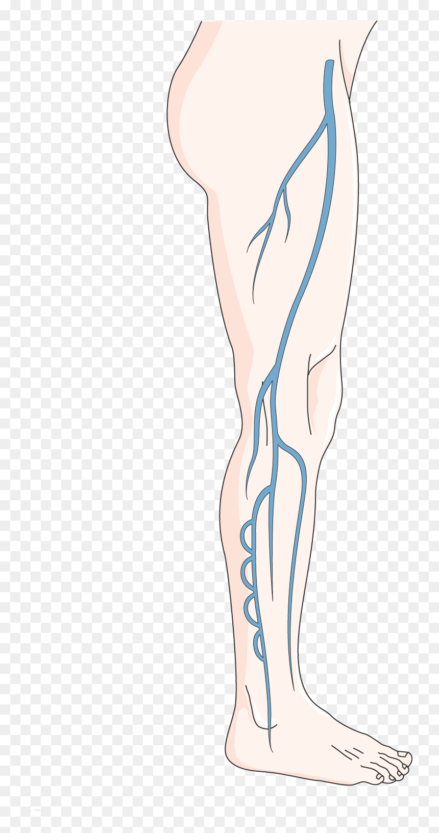 Illustration, HD Png Download - muscular system png