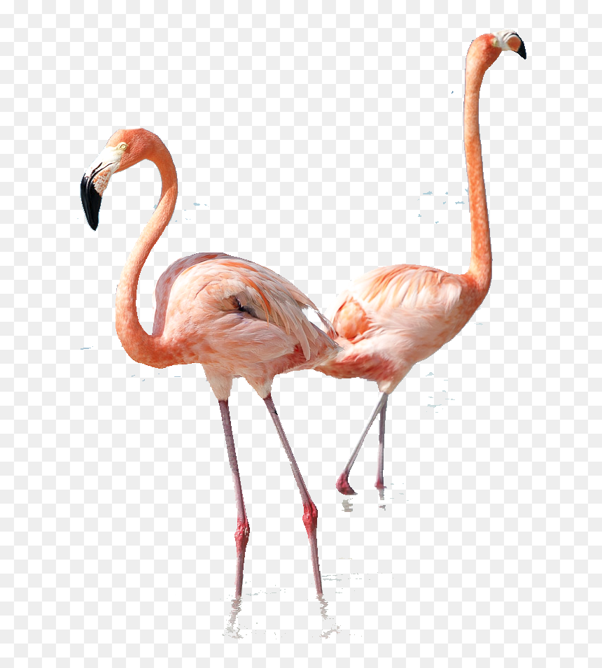 Greater Flamingo, HD Png Download - flamingos png