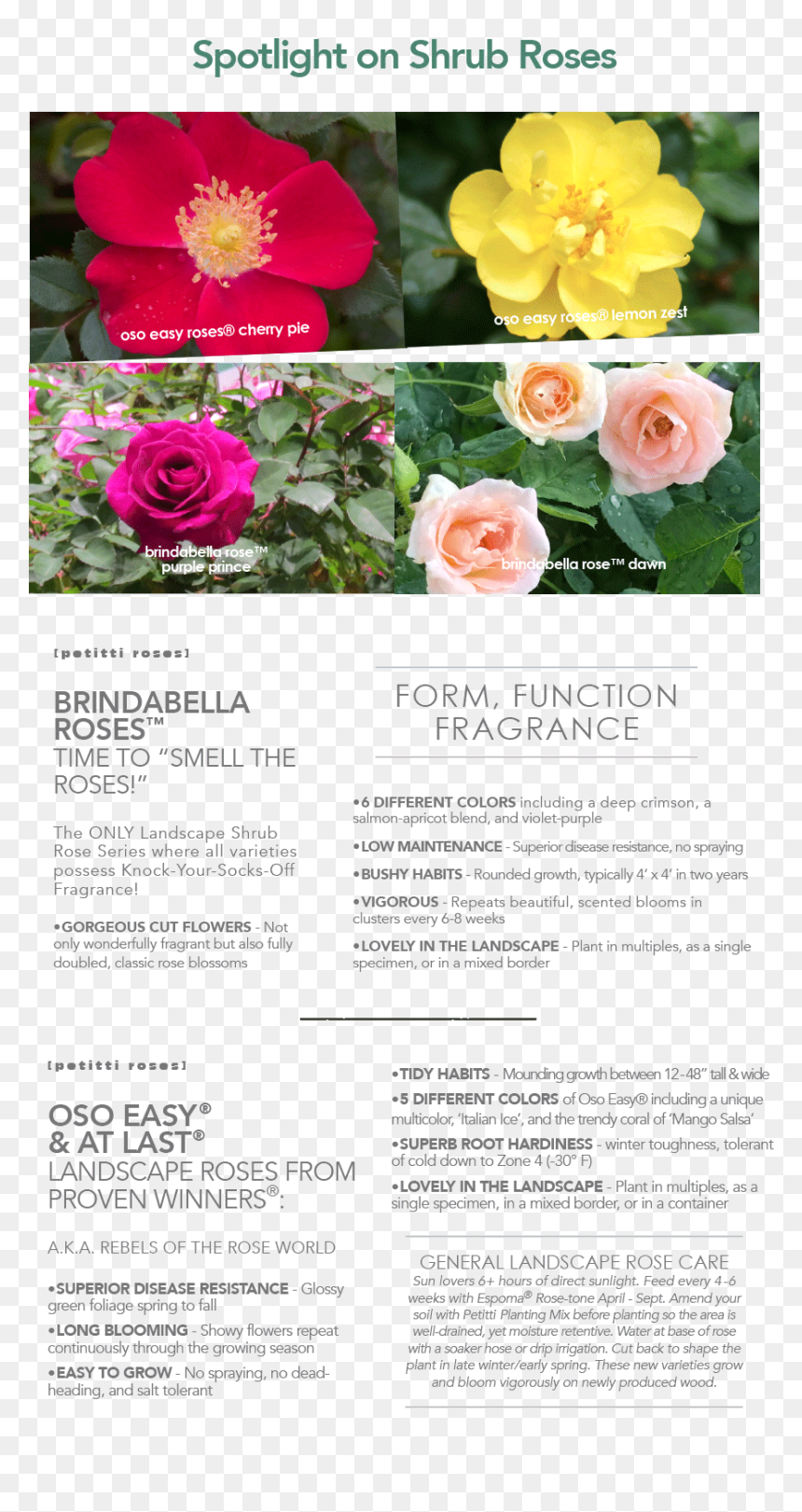Floribunda, HD Png Download - poinsettia border png