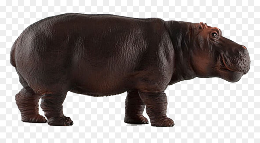 Hippopotamus Png Image Download - Family Zoo 10 Most Popular African Animals, Transparent Png - hippopotamus png