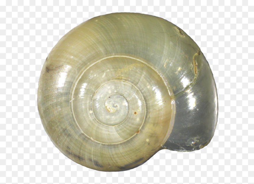 Lymnaeidae, HD Png Download - snail shell png