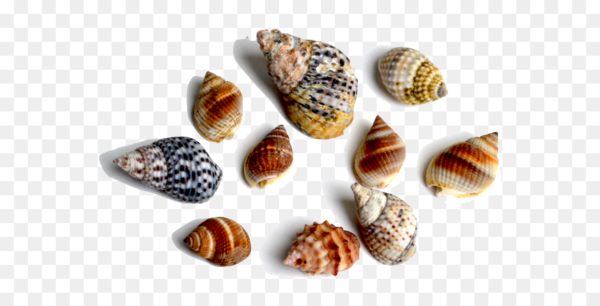 This Family Of Gastropods Includes A Large Variety - Shell, HD Png Download - snail shell png