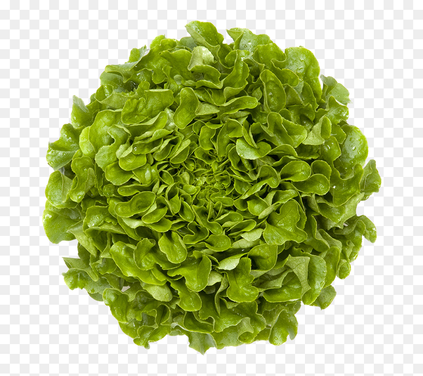 Mandelbrot Fractal In Nature, HD Png Download - head of lettuce png