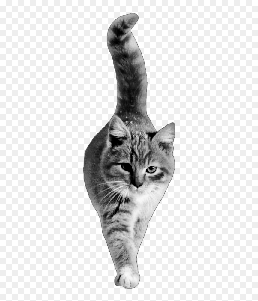 #cat #walking #bw My #cutout Not #freetoedit - Cat Walking Png Cutout, Transparent Png - cat walking png