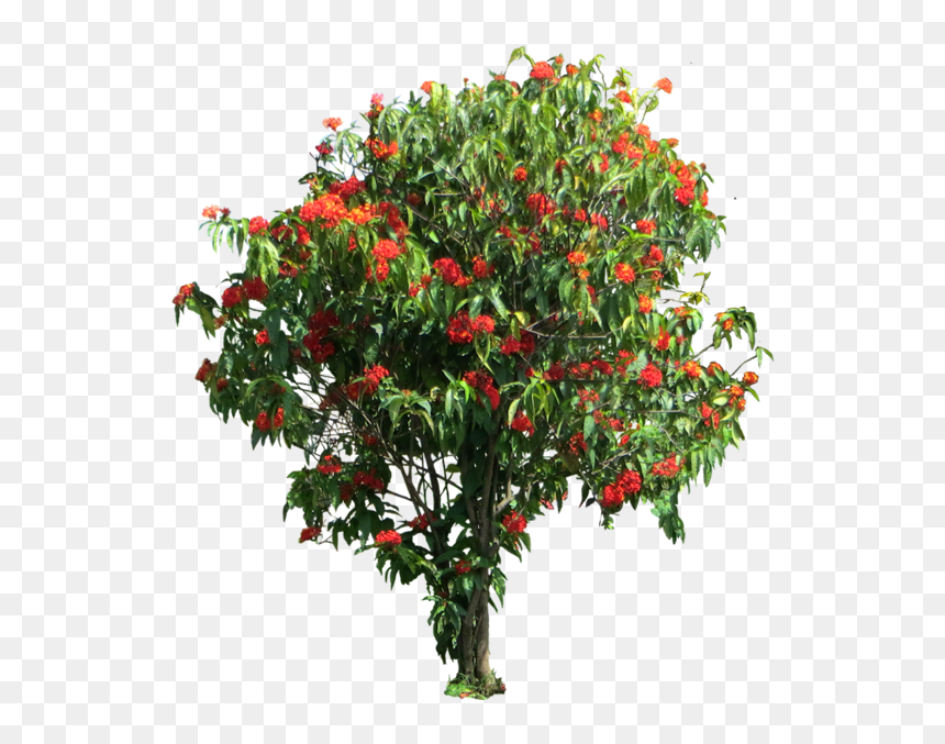 Ixora Coccinea Png, Transparent Png - flower tree png