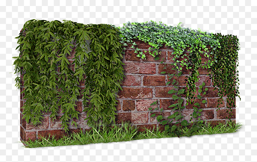 Pared De Plantas Png, Transparent Png - enredadera png