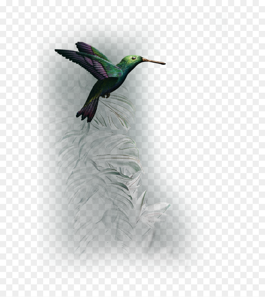 Ruby-throated Hummingbird, HD Png Download - tropical birds png