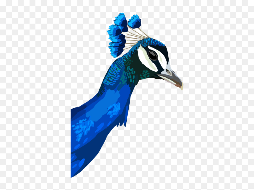 Image - Peafowl, HD Png Download - tropical birds png