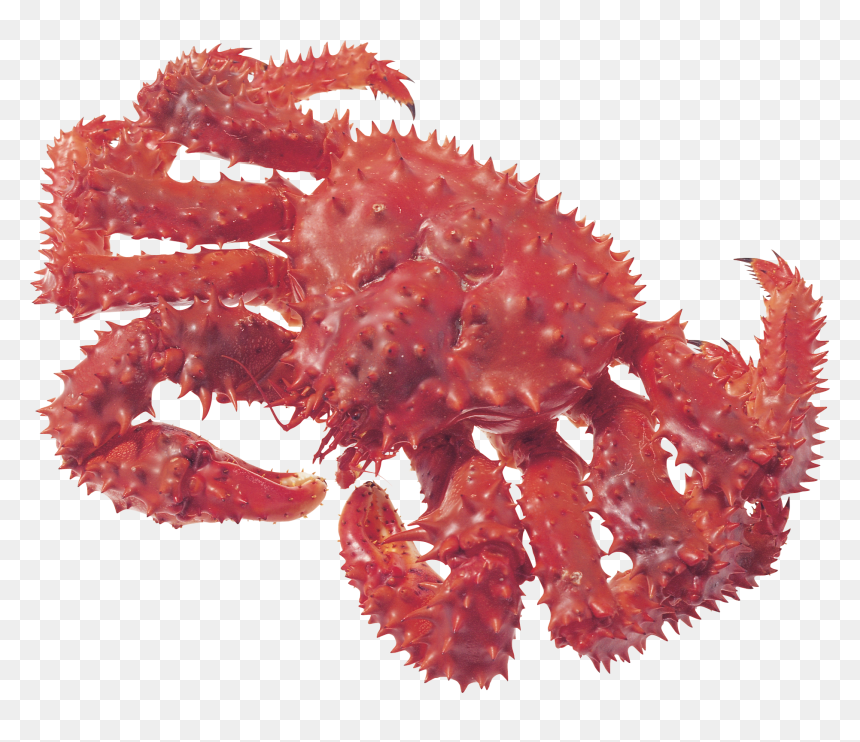 Crab Png - Крабы И Раки, Transparent Png - red crab png