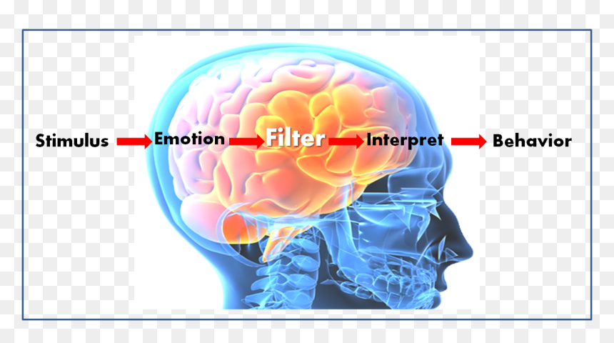 Brain-filter - Brain Filters, HD Png Download - emotional intelligence png