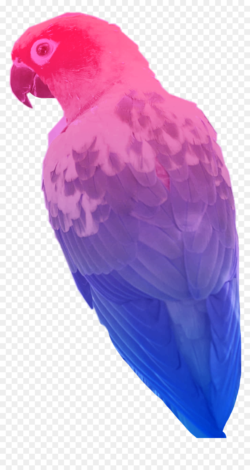 #bisexual #bird #flag #parrot #sticker #freetoedit - Macaw, HD Png Download - bisexual flag png