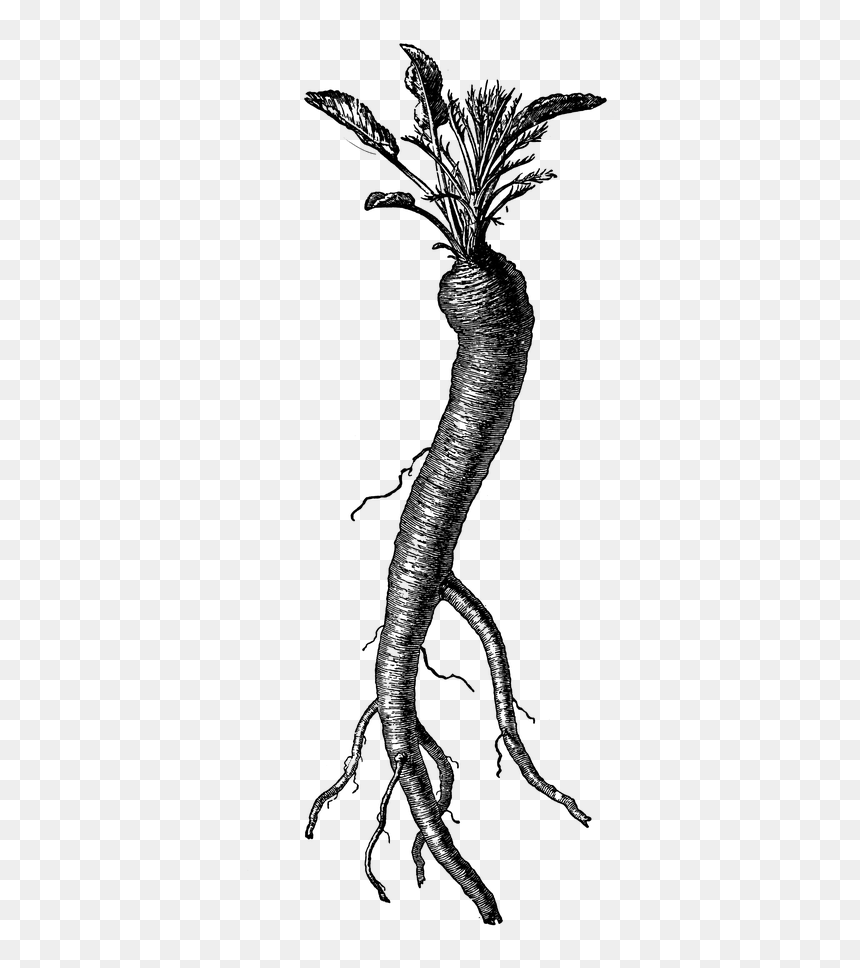 Vintage Clipart Carrot - Lizard, HD Png Download - celery sticks png