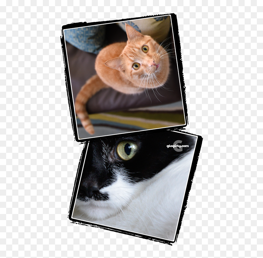 Asian, HD Png Download - ceiling cat png