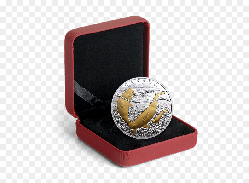 *arctic Beluga Whale - Box For Silver Coin, HD Png Download - beluga whale png