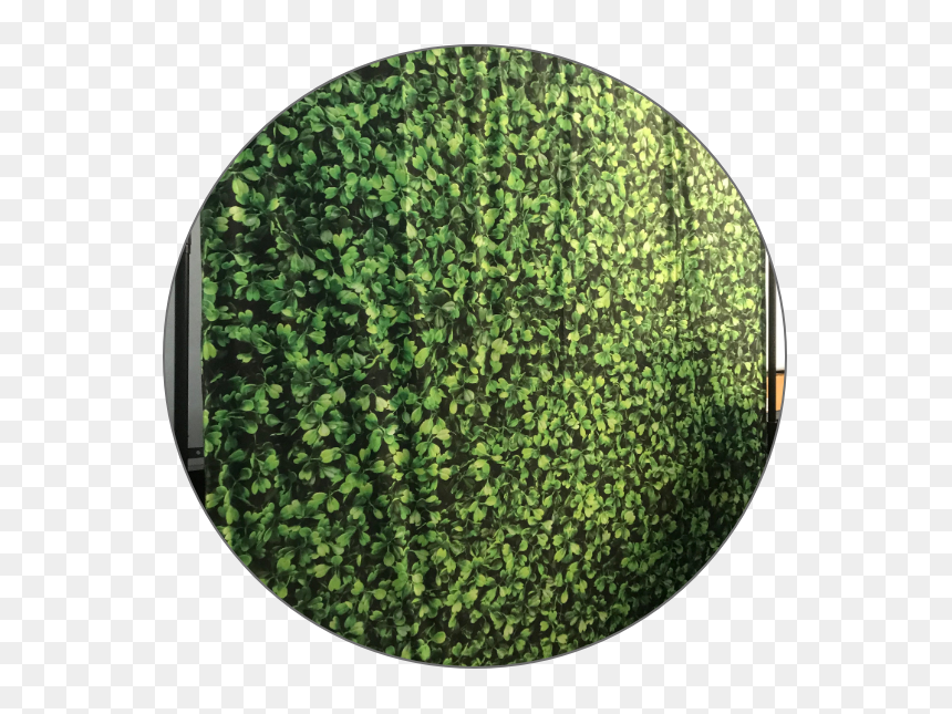 Circle, HD Png Download - vine circle png