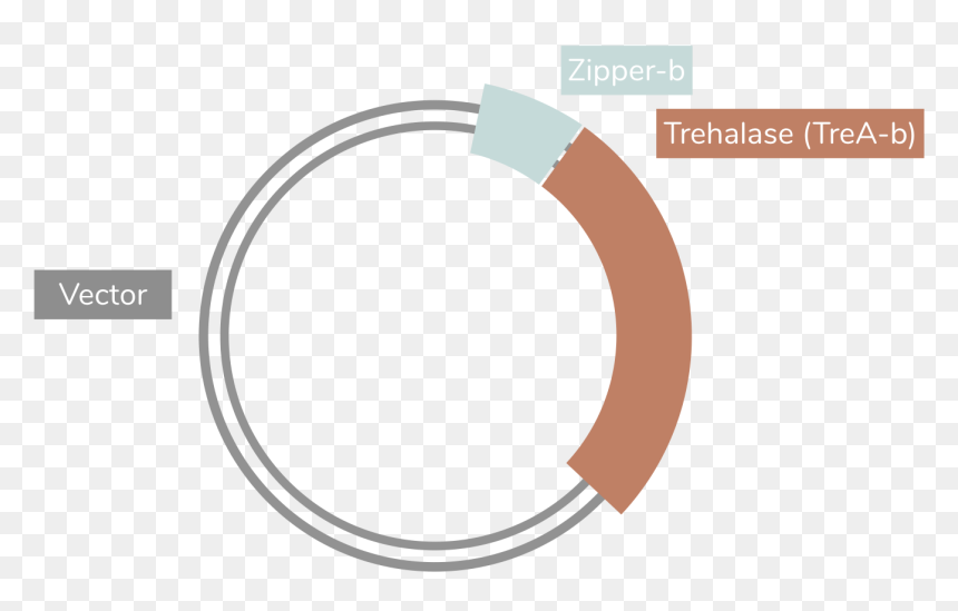 Circle, HD Png Download - zipper vector png