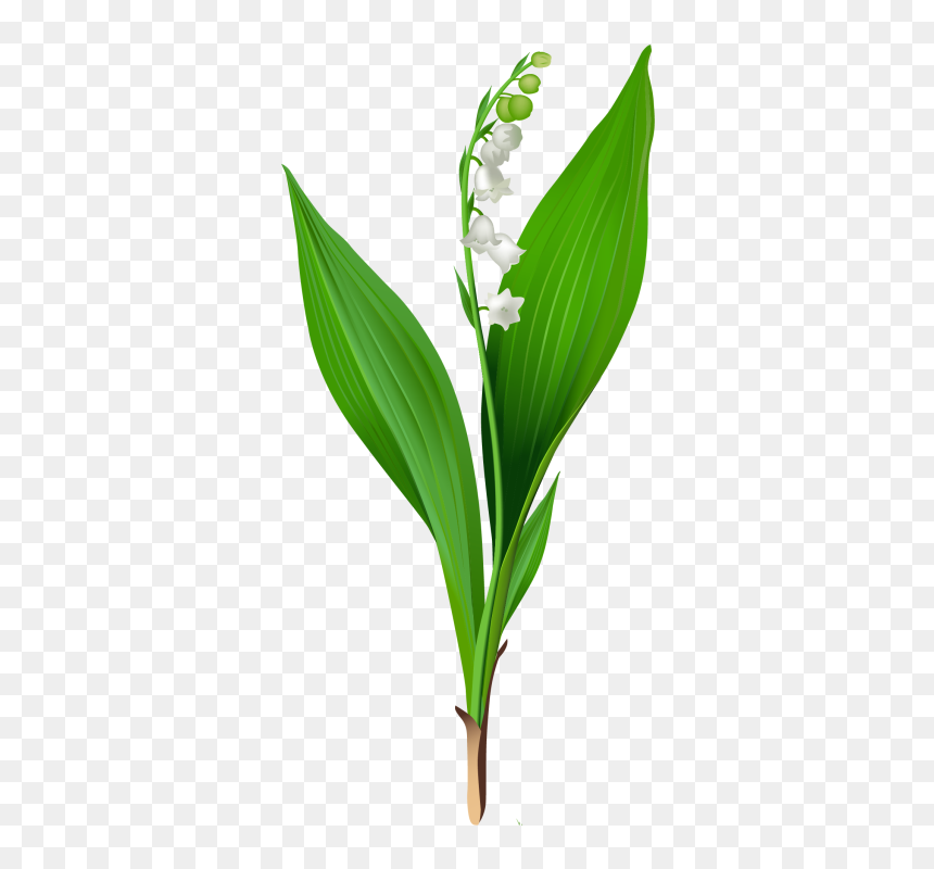 Lily Of The Valley Stem, HD Png Download - liriope png