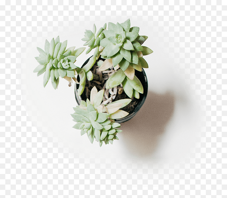 Minimalism, HD Png Download - liriope png