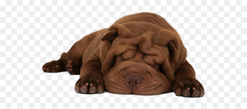 Item With White Background, HD Png Download - sleeping dog png
