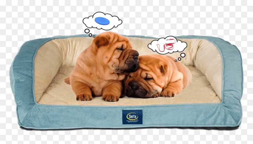 Two Puppies Sleeping On Serta Pet Bed Dreaming - Shar Pei, HD Png Download - sleeping dog png