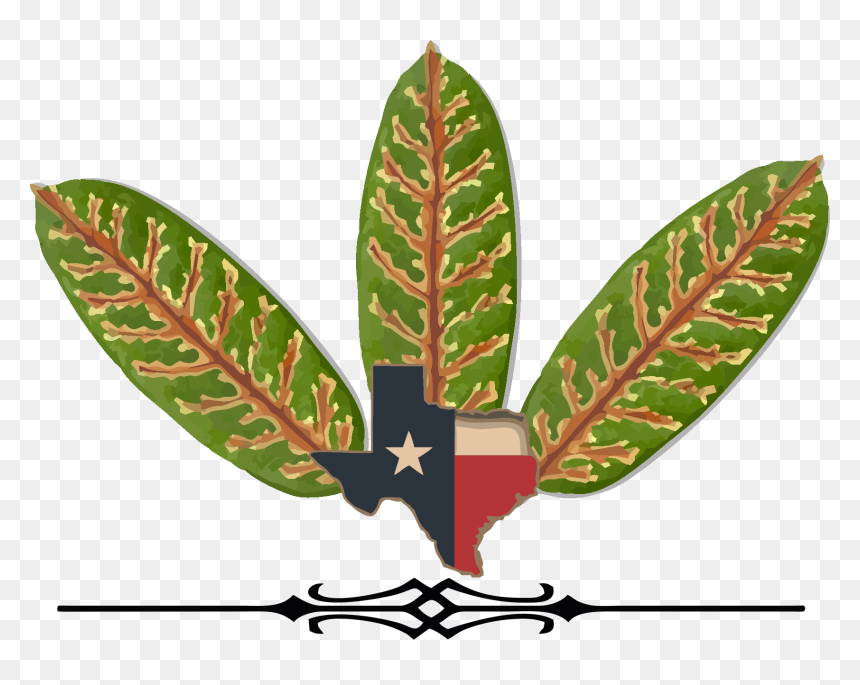 Wilt, HD Png Download - live oak tree png