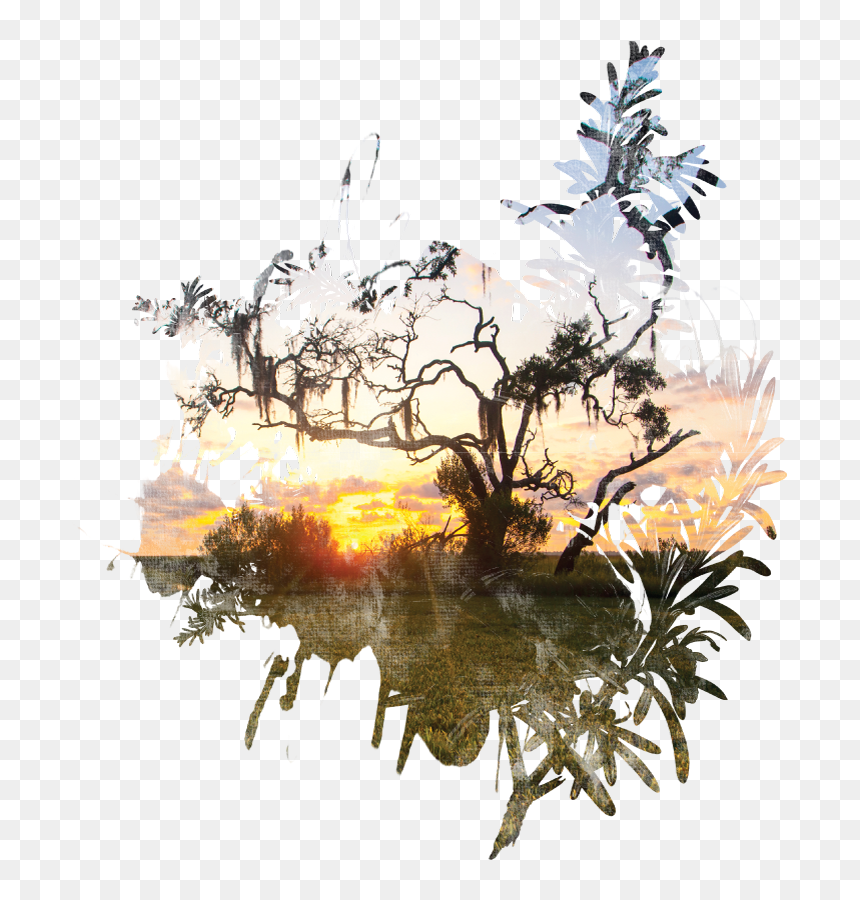 Illustration, HD Png Download - live oak tree png