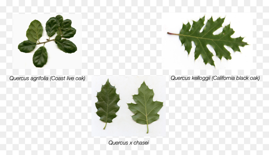 Maple Leaf, HD Png Download - live oak tree png