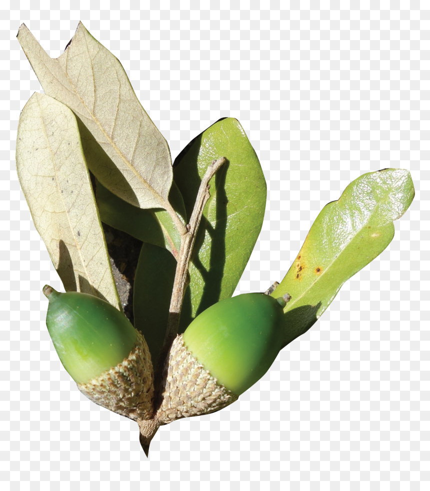 Coast Live Oak Acorn Transparent, HD Png Download - live oak tree png